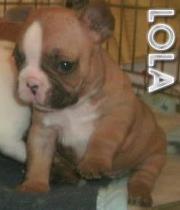 Franse Bulldog