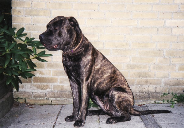 Dogo Canario