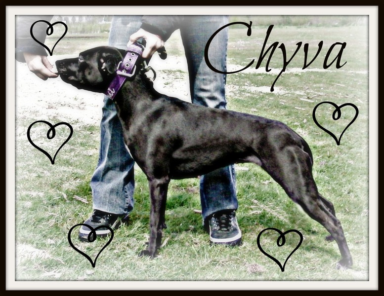 chyva