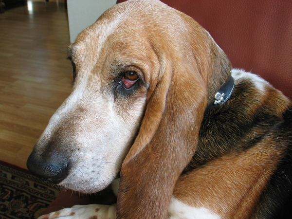 Basset Hound