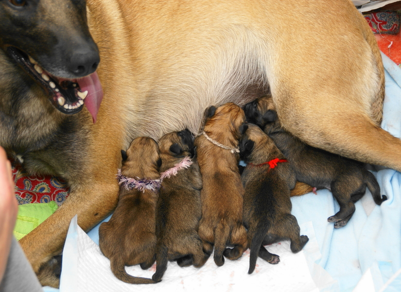 mechelse herder kennel van de Ravenhoeve