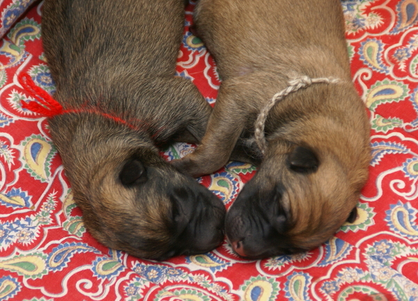 mechelse herder kennel van de Ravenhoeve