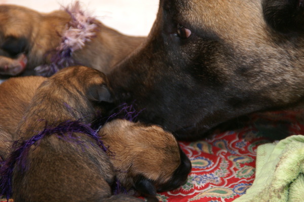 mechelse herder kennel van de Ravenhoeve