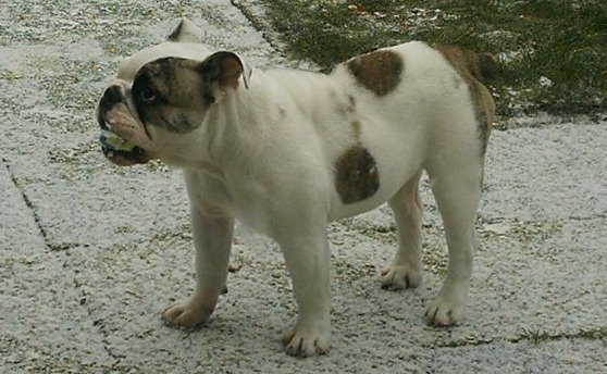 Engelse Bulldog