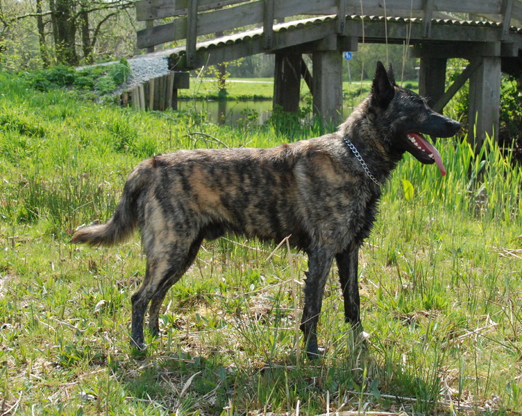 Hollandse Herdershond, korthaar