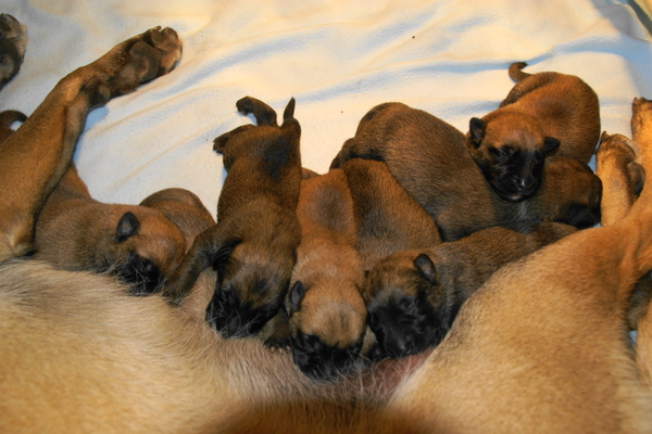 mechelse herder kennel van de Ravenhoeve