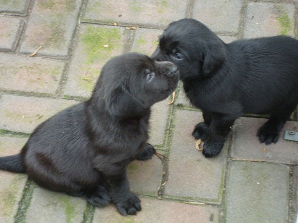 Labrador Retriever