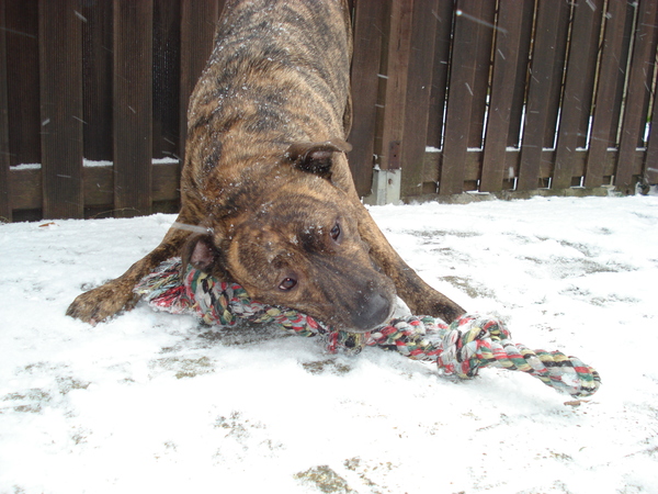 American Staffordshire Terrier