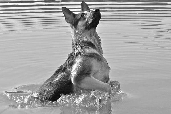 Waterpret.