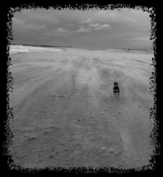 Kiko op het strand