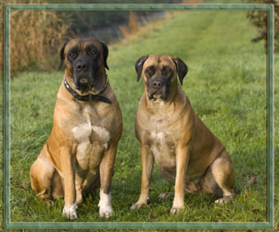 Manisa Boerboels