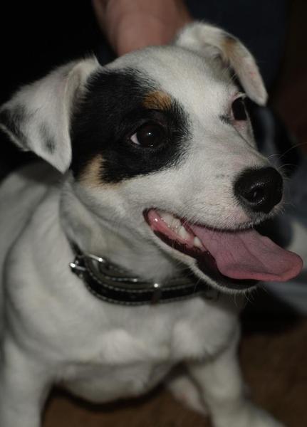 Jack Russell Terrier