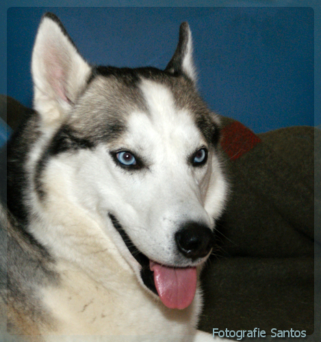 Siberische Husky