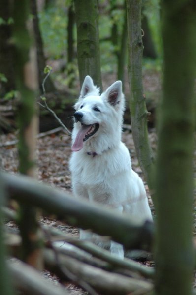 Zwitserse Witte Herdershond