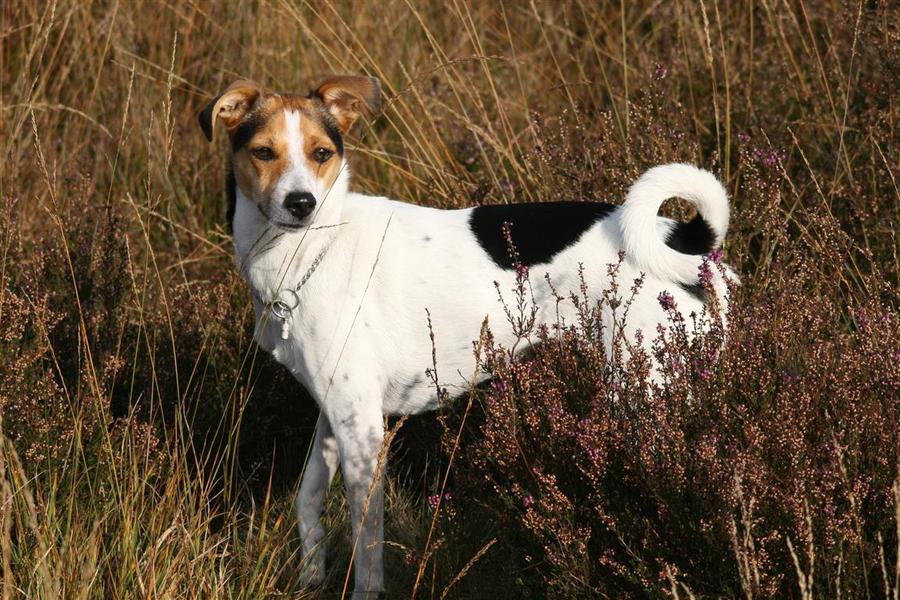 Onze Roxy op het Roosendaalseveld