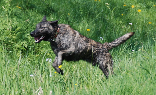 Hollandse Herdershond, korthaar