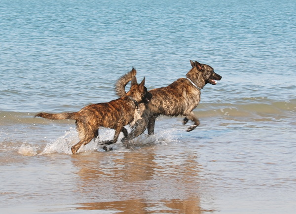 Hollandse Herdershond