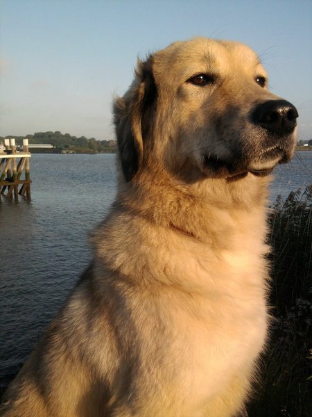 Aan de Schelde