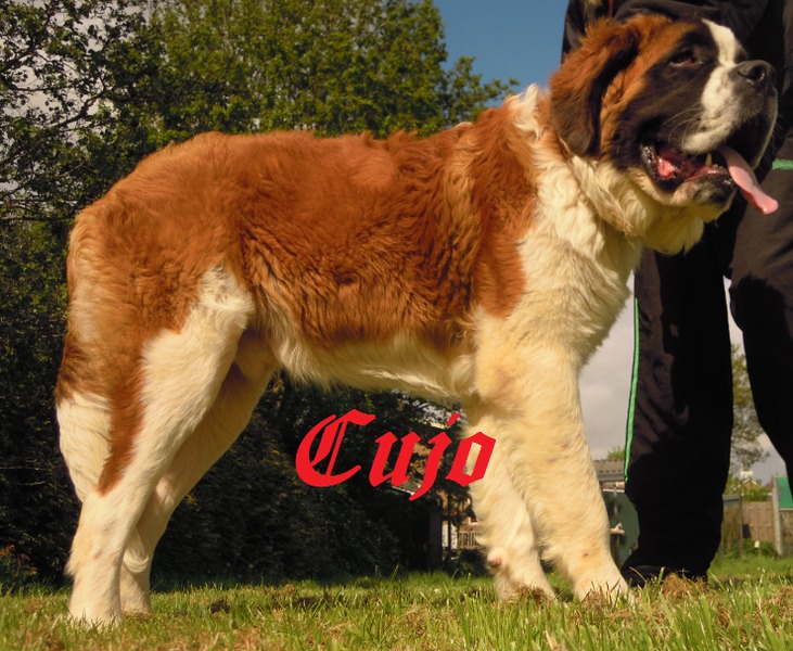 Cujo, 7 maand oud.