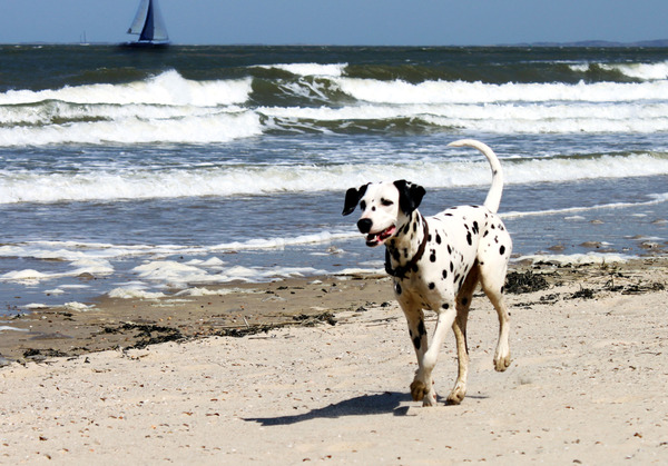 Mijn hond is zelden sprakeloos...