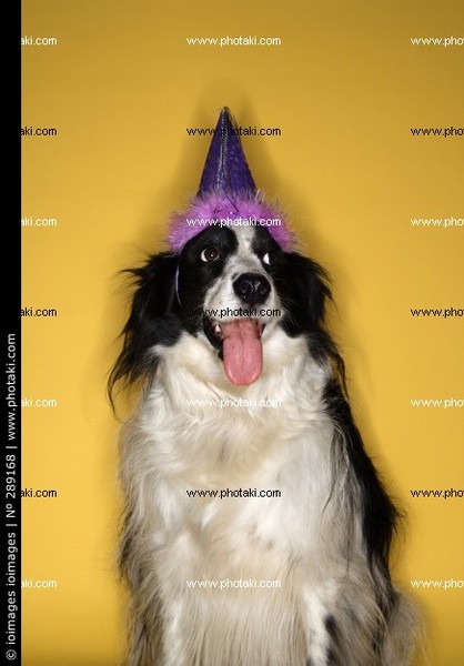 hond met feestmuts