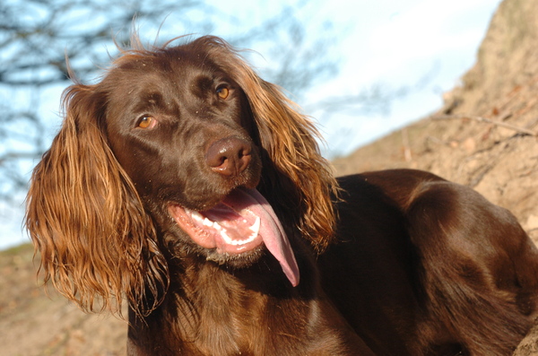 Duitse Staande Hond, Langhaar