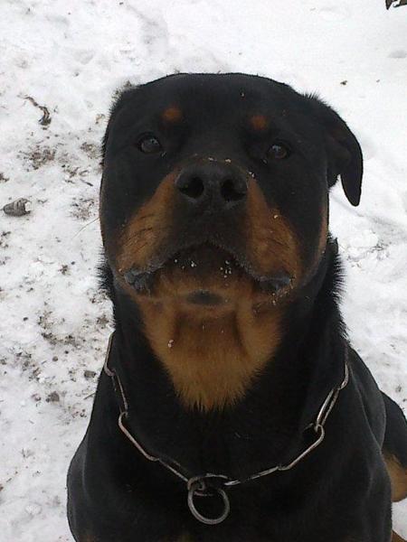 Rottweiler