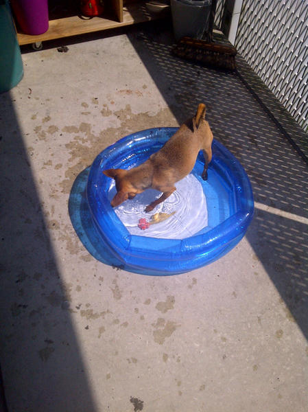 Waterpret op het balkon!