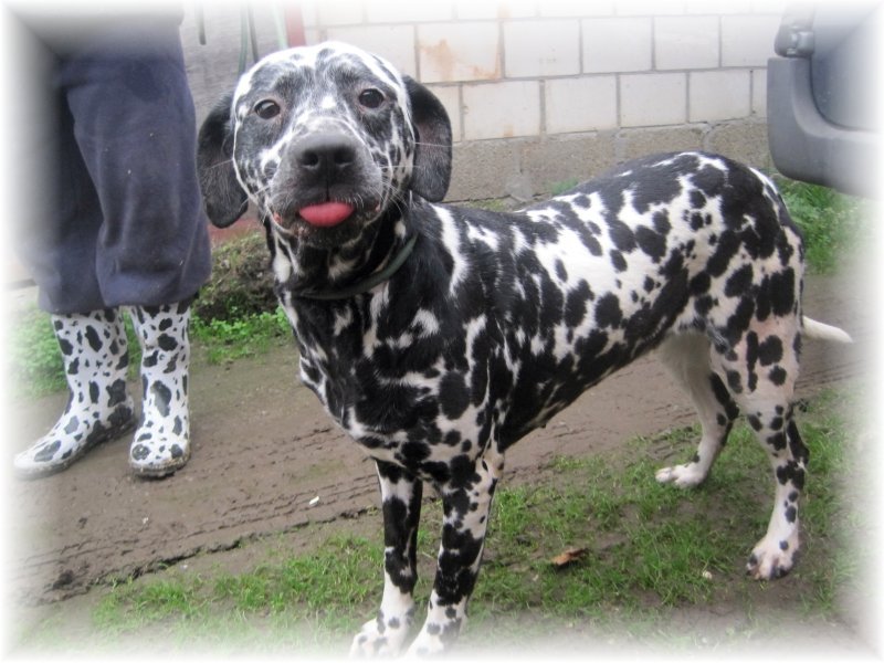 Dalmatische hond