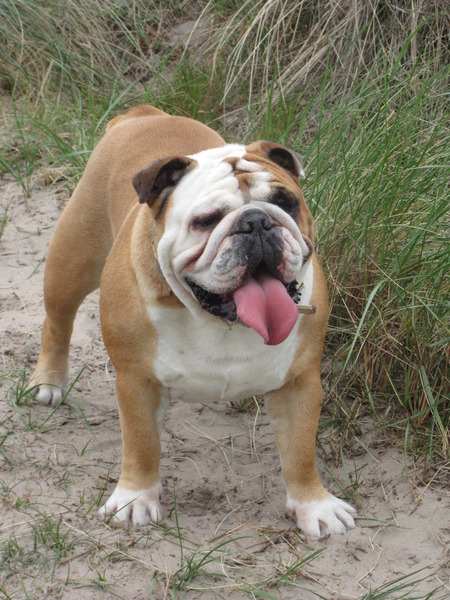 Engelse Bulldog