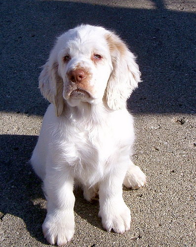 Clumber Spaniel