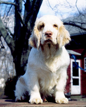 Clumber Spaniel