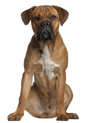 Cane Corso