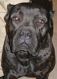 Cane Corso