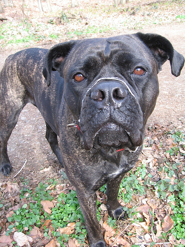 Cane Corso