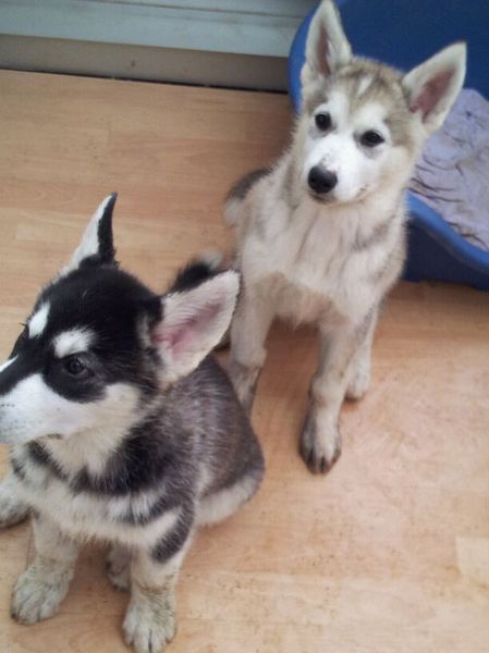 Alaskan Malamute