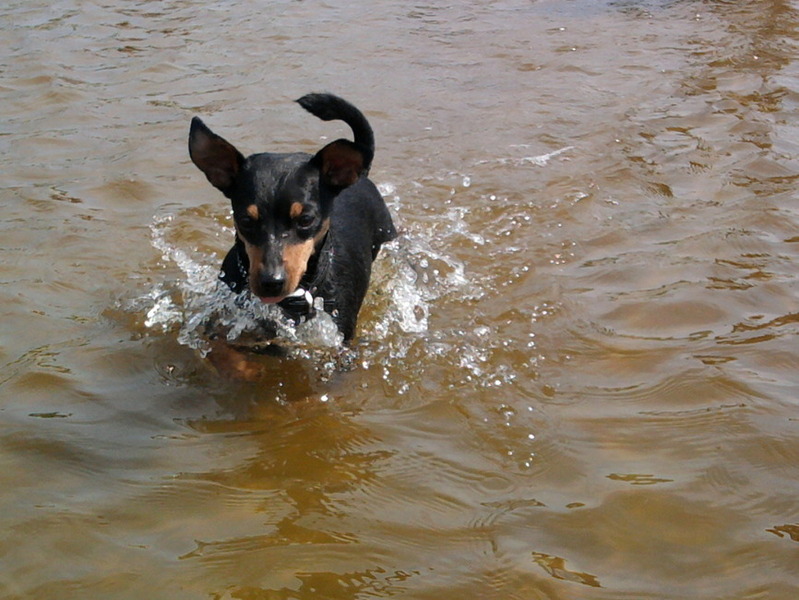 water-pinscher woody