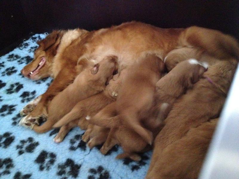 Nova Scotia Duck Tolling Retriever