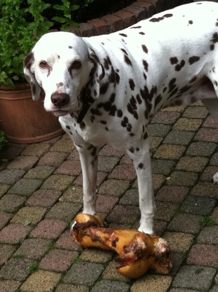 Dalmatische hond