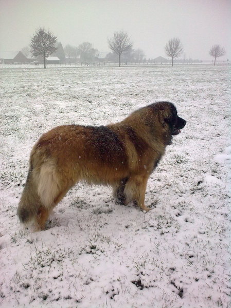 Leonberger