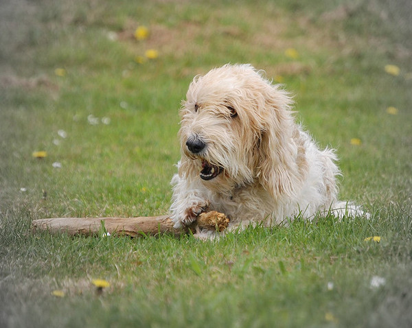 Petit Basset griffon vendéen