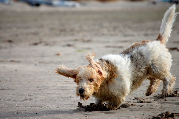 Petit Basset griffon vendéen