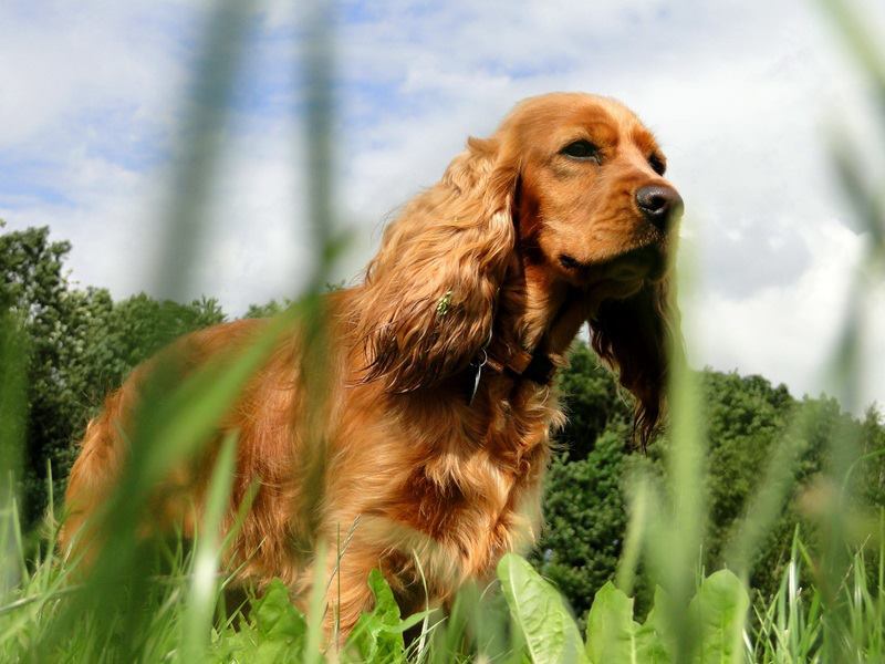 Engelse Cocker Spaniel