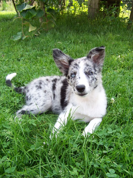 Border Collie