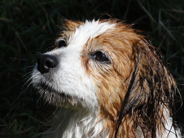 Kooikerhondje