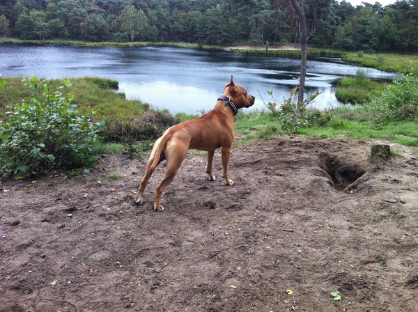 American Staffordshire Terrier