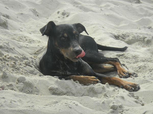 Duitse Pinscher