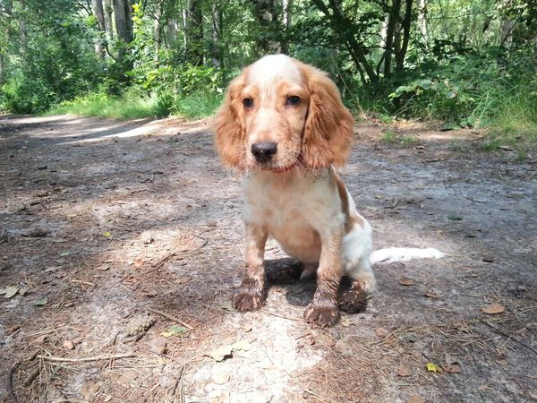 Engelse Cocker Spaniel