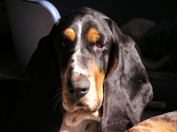 Basset Hound