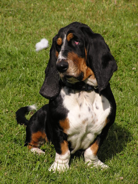 Basset Hound